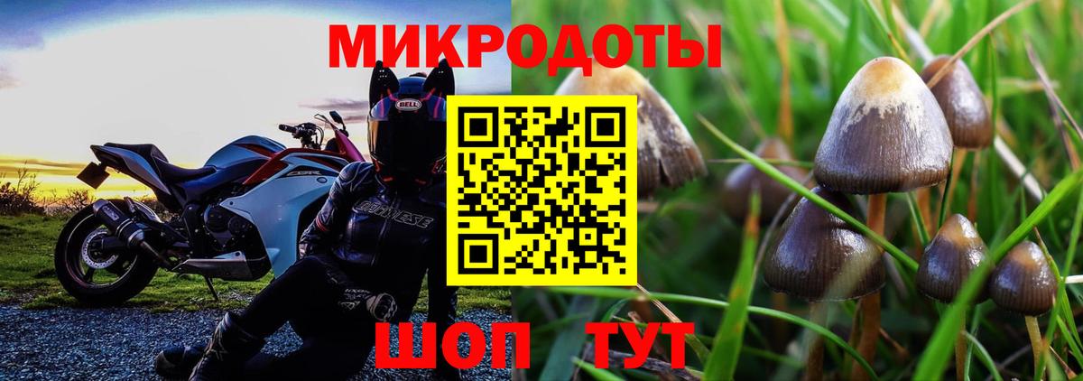 Псилоцибиновые грибы Psilocybine cubensis Северодвинск